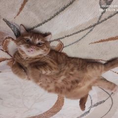 Подробнее об объявлении «Пропал кот Ижевск» Фото: пропала кошка Британская короткошерстная кошка «Пропал кот Ижевск» в г. Ижевск
