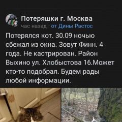 Подробнее об объявлении «Москва Пропал кот» Фото: пропала кошка  «Москва Пропал кот» в г. Москва