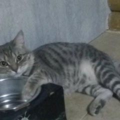 Подробнее об объявлении «Пропал кот Бердск» Фото: пропала кошка  «Пропал кот Бердск» в г. Бердск