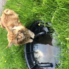 Подробнее об объявлении «Пропал кот Домодедово» Фото: пропала кошка Мейн-кун «Пропал кот Домодедово» в г. Домодедово