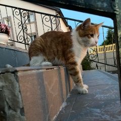 Подробнее об объявлении «Пропала кошка Тверь» Фото: пропала кошка  «Пропала кошка Тверь» в г. Тверь