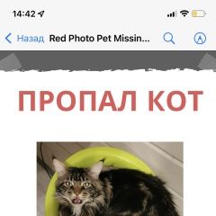 Подробнее об объявлении «Пропала кошка кот Малаховка» Фото: пропала кошка Мейн-кун «Пропала кошка кот Малаховка» в г. Малаховка