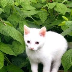 Подробнее об объявлении «Владивосток Пропала кошка» Фото: пропала кошка  «Владивосток Пропала кошка» в г. Владивосток