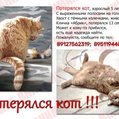 Подробнее об объявлении «Пропала кошка кот Ижевск» Фото: пропала кошка  «Пропала кошка кот Ижевск» в г. Ижевск
