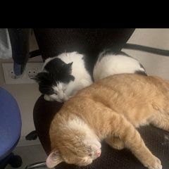 Подробнее об объявлении «Пропала кошка ушла кошка катя, черно- белая, 7 лет Истра» Фото: пропала кошка Британская короткошерстная кошка «Пропала кошка ушла кошка катя, черно- белая, 7...» в г. Истра