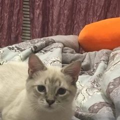 Подробнее об объявлении «Пропал кот Вологда» Фото: пропала кошка  «Пропал кот Вологда» в г. Вологда