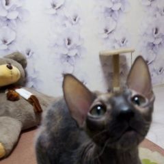 Подробнее об объявлении «Пропала кошка сфинкс донской Гомель» Фото: пропала кошка  «Пропала кошка сфинкс донской Гомель» в г. Гомель