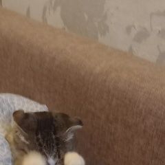 Подробнее об объявлении «Пропала кошка киргиз мияки Киргиз-Мияки» Фото: пропала кошка  «Пропала кошка киргиз мияки Киргиз-Мияки» в г. Киргиз-Мияки