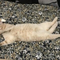 Подробнее об объявлении «Пропал кот палевого цвета ивантеевский лес Королев» Фото: пропала кошка  «Пропал кот палевого цвета ивантеевский лес Королев» в г. Королев