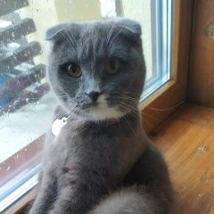 Подробнее об объявлении «Пропала кошка метис. с розовым ошейником Нахабино» Фото: пропала кошка  «Пропала кошка метис. с розовым ошейником Нахабино» в г. Нахабино