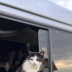 Подробнее об объявлении «Пропал кот Барыбино» Фото: пропала кошка  «Пропал кот Барыбино» в г. Барыбино