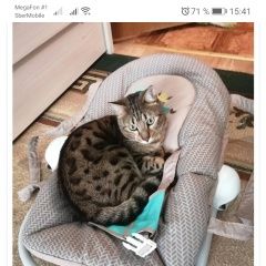 Подробнее об объявлении «Пропал кот Оренбург» Фото: пропала кошка Бенгальская кошка «Пропал кот Оренбург» в г. Оренбург