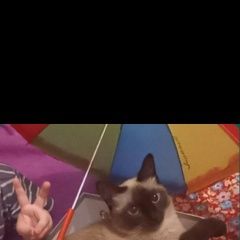 Подробнее об объявлении «Пропала кошка Актобе (Актюбинск)» Фото: пропала кошка Сиамская кошка «Пропала кошка Актобе (Актюбинск)» в г. Актобе (Актюбинск)