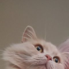 Подробнее об объявлении «Пропал кот 08.10 Санкт-Петербург» Фото: пропала кошка  «Пропал кот 08.10 Санкт-Петербург» в г. Санкт-Петербург