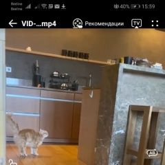 Подробнее об объявлении «Пропала кошка умоляем помощи Звенигород» Фото: пропала кошка Сибирская кошка «Пропала кошка умоляем помощи Звенигород» в г. Звенигород