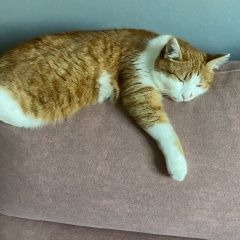 Подробнее об объявлении «Пропала кошка Набережные Челны» Фото: пропала кошка  «Пропала кошка Набережные Челны» в г. Набережные Челны