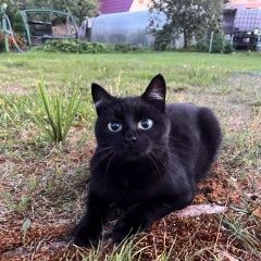 Картинка пропала кошка В городе Всеволожск исчезла кошечька. Всеволожск