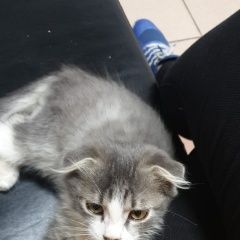 Подробнее об объявлении «Пропал котёнок Внуково» Фото: пропала кошка  «Пропал котёнок Внуково» в г. Внуково