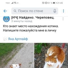 Подробнее об объявлении «Пропал кот Череповец» Фото: пропала кошка  «Пропал кот Череповец» в г. Череповец