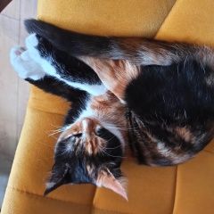 Картинка пропала кошка В городе Люберцы потеряна кисонька. Люберцы