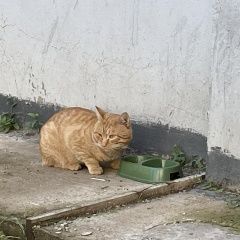 Картинка пропала кошка В городе Ижевск пропал котенька. Ижевск