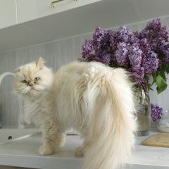 Подробнее об объявлении «Пропал кот белый пушистый кот Уфа» Фото: пропала кошка Персидская кошка «Пропал кот белый пушистый кот Уфа» в г. Уфа