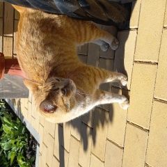 Подробнее об объявлении «Пропала кошка Елец» Фото: пропала кошка  «Пропала кошка Елец» в г. Елец