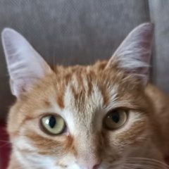 Подробнее об объявлении «Пропала кошка Елец» Фото: пропала кошка  «Пропала кошка Елец» в г. Елец