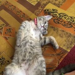 Подробнее об объявлении «Пропала кошка Вольск» Фото: пропала кошка  «Пропала кошка Вольск» в г. Вольск