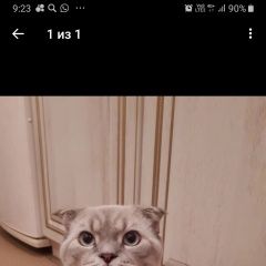 Подробнее об объявлении «Пропала кошка кот Набережные Челны» Фото: пропала кошка  «Пропала кошка кот Набережные Челны» в г. Набережные Челны