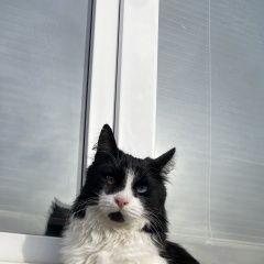 Подробнее об объявлении «Пропал кот Истра» Фото: пропала кошка  «Пропал кот Истра» в г. Истра