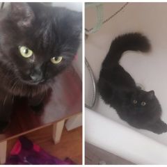 Подробнее об объявлении «Пропала кошка Минск» Фото: пропала кошка Сибирская кошка «Пропала кошка Минск» в г. Минск