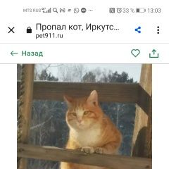 Картинка пропала кошка В городе Иркутск потерялся коте. Иркутск