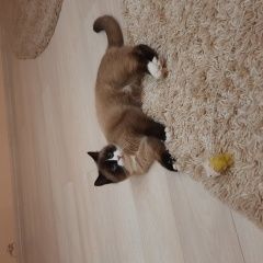 Подробнее об объявлении «Пропал кот умка Бор» Фото: пропала кошка Сиамская кошка «Пропал кот умка Бор» в г. Бор