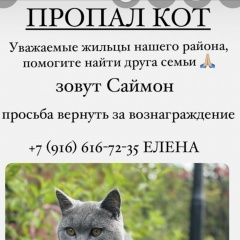 Подробнее об объявлении «Москва Пропал кот британской голубой породы» Фото: пропала кошка  «Москва Пропал кот британской голубой породы» в г. Москва
