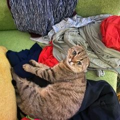 Подробнее об объявлении «Пропала кошка в деревне крючково Истра» Фото: пропала кошка Скоттиш фолд (шотландская вислоухая) «Пропала кошка в деревне крючково Истра» в г. Истра