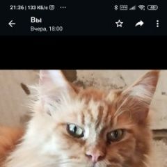 Подробнее об объявлении «Пропала кошка Апрелевка» Фото: пропала кошка Мейн-кун «Пропала кошка Апрелевка» в г. Апрелевка