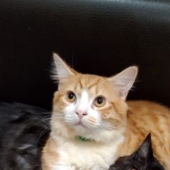 Подробнее об объявлении «Пропал кот Артем» Фото: пропала кошка  «Пропал кот Артем» в г. Артем