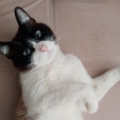 Подробнее об объявлении «Ярославль Пропала кошка» Фото: пропала кошка Сиамская кошка «Ярославль Пропала кошка» в г. Ярославль