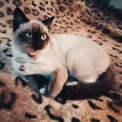 Подробнее об объявлении «Пропала кошка сиамская кошка в районе дачи дух Курск» Фото: пропала кошка Сиамская кошка «Пропала кошка сиамская кошка в районе дачи дух...» в г. Курск