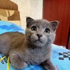 Подробнее об объявлении «Пропал котёнок мальчик Воронеж» Фото: пропала кошка  «Пропал котёнок мальчик Воронеж» в г. Воронеж