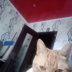 Подробнее об объявлении «Пропала кошка Елец» Фото: пропала кошка  «Пропала кошка Елец» в г. Елец