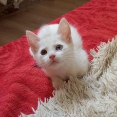 Подробнее об объявлении «Пропала кошка помогите пожалуйста вернуть Брест Брестская обл.» Фото: пропала кошка  «Пропала кошка помогите пожалуйста вернуть Брест...» в г. Брест Брестская обл.