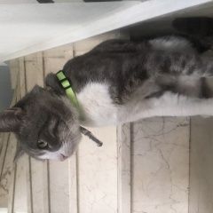 Подробнее об объявлении «Пропал кот Тбилиси» Фото: пропала кошка  «Пропал кот Тбилиси» в г. Тбилиси