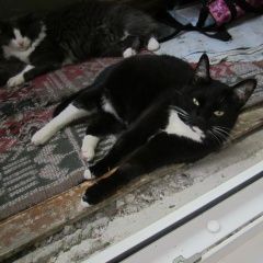 Подробнее об объявлении «Пропала кошка помогите найти Челябинск» Фото: пропала кошка  «Пропала кошка помогите найти Челябинск» в г. Челябинск