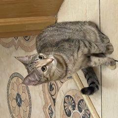 Подробнее об объявлении «Пропала кошка Малаховка» Фото: пропала кошка  «Пропала кошка Малаховка» в г. Малаховка