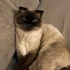 Подробнее об объявлении «Москва Пропала кошка.» Фото: пропала кошка Сиамская кошка «Москва Пропала кошка.» в г. Москва