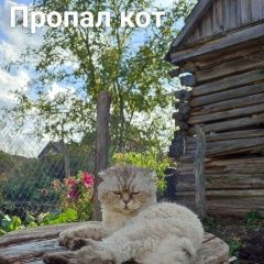 Подробнее об объявлении «Пенза Пропал кот» Фото: пропала кошка  «Пенза Пропал кот» в г. Пенза