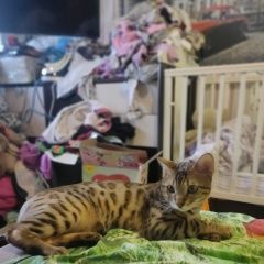 Подробнее об объявлении «Ярославль Пропал кот» Фото: пропала кошка Бенгальская кошка «Ярославль Пропал кот» в г. Ярославль