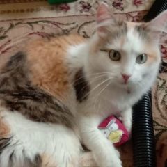 Подробнее об объявлении «Пропала кошка Бугульма» Фото: пропала кошка  «Пропала кошка Бугульма» в г. Бугульма